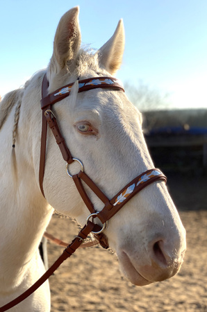 Anatomiczny, bardzo delikatny sidepull LpTrick