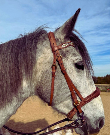 bridle angielskie lptrick