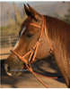 Sidepull PROFESSIONAL´S CHOICE round leather nose